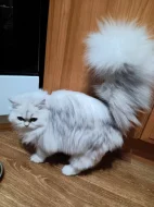 Perská činčila - koťátka