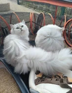 Perská činčila - koťátka