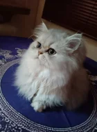 Perská činčila - koťátka