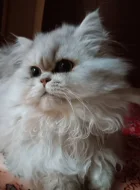 Perská činčila - koťátka