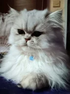 Perská činčila - koťátka