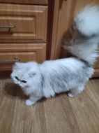 Perská činčila - koťátka