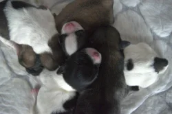 štěňata tibetského španěla