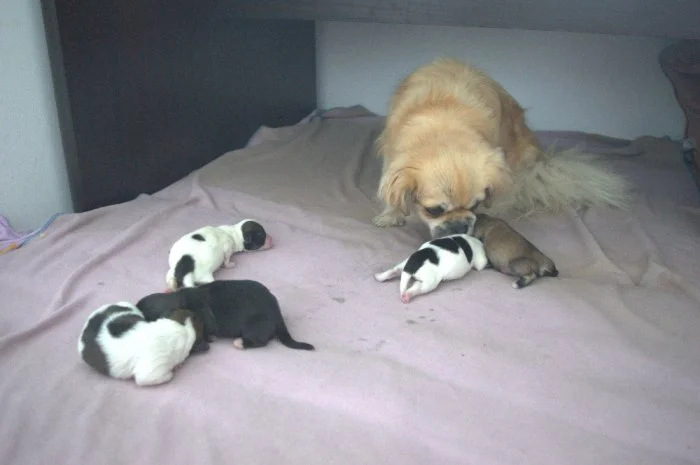 štěňata tibetského španěla