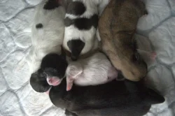 štěňata tibetského španěla