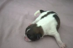 štěňata tibetského španěla