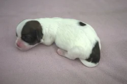 štěňata tibetského španěla