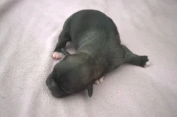 štěňata tibetského španěla