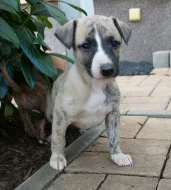 whippet / vipet