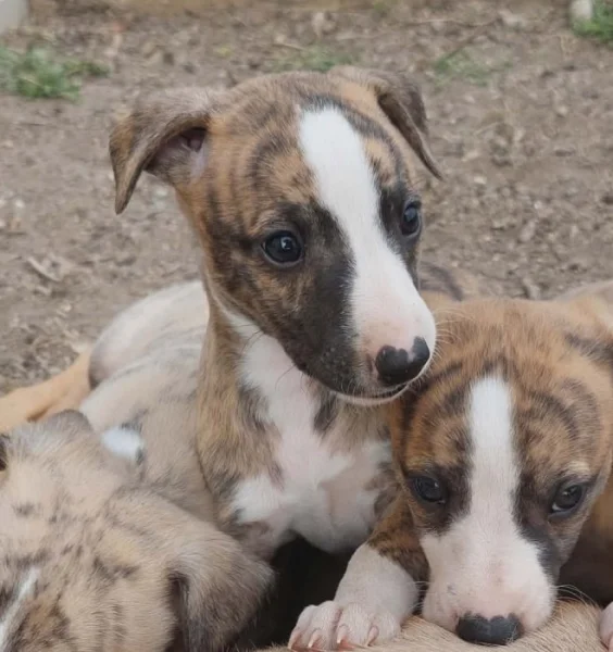 whippet / vipet