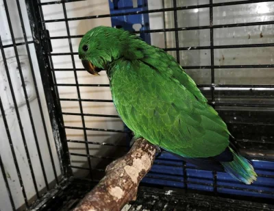 Eklektus různobarvý