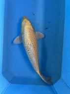 Koi kapři