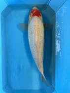 Koi kapři