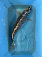 Koi kapři