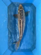 Koi kapři