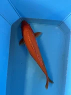 Koi kapři