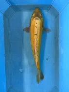 Koi kapři