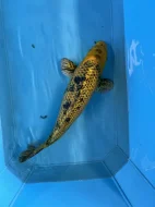 Koi kapři