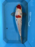Koi kapři