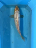 Koi kapři