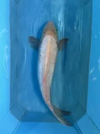 Koi kapři