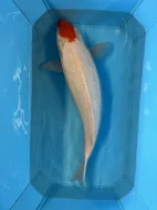 Koi kapři