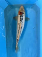 Koi kapři