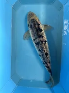Koi kapři