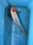 Koi kapři