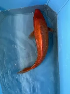 Koi kapři