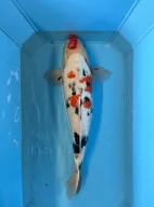 Koi kapři