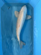 Koi kapři