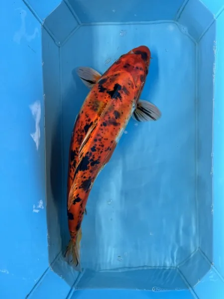 Koi kapři