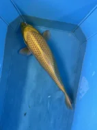 Koi kapři