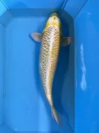 Koi kapři