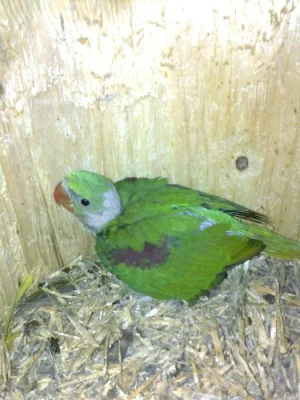 Ručně dokrmené krotké.