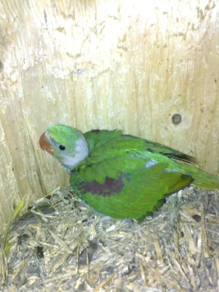 Ručně dokrmené krotké.