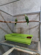 Ručně dokrmené krotké.