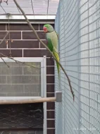 Ručně dokrmené krotké.