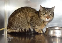 Darujeme nalezenou kočičku