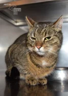 Darujeme nalezenou kočičku