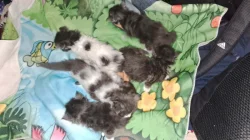 Prodám koťátka mívali