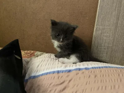 Prodám koťátka mívali