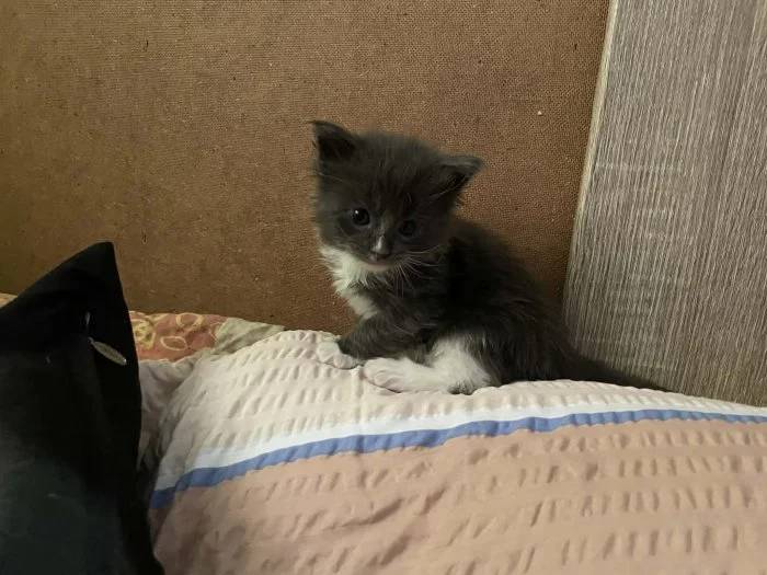 Prodám koťátka mívali