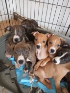 Americký stafordšírský teriér