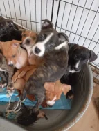 Americký stafordšírský teriér