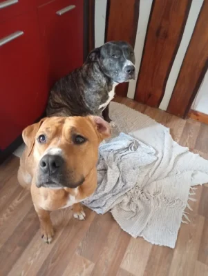 Americký stafordšírský teriér