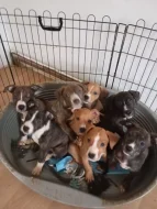 Americký stafordšírský teriér