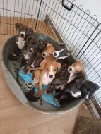 Americký stafordšírský teriér