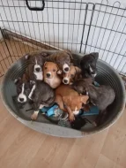 Americký stafordšírský teriér